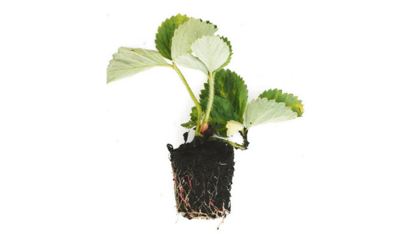 Vitale, gesunde Erdbeer-Jungpflanzen weisen ein dichtes Netz von feinen, weissen Wurzeln auf. (Bild Inforama Oeschberg)