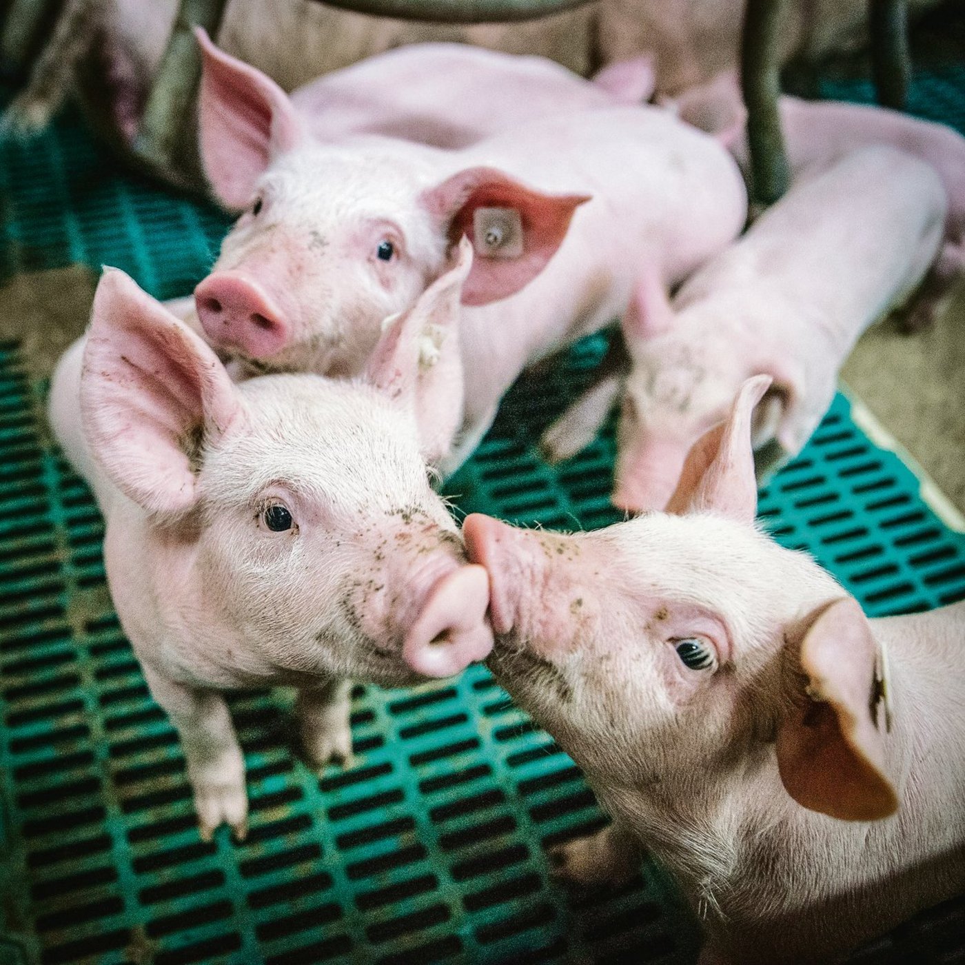 Durchfall sorgt nach dem Absetzen der Ferkel für eine hohe Verlustrate.(Bild pixabay)