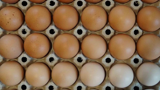 Bislang mussten Eier geöffnet werden, um das Geschlecht des Kükens zu bestimmen. (Deborah Meister/landwirtschaft.ch)