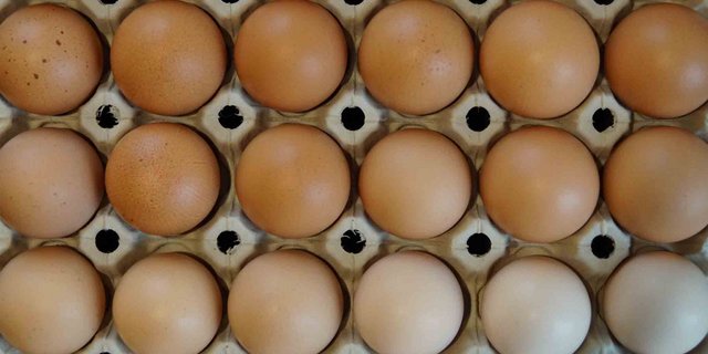 Bislang mussten Eier geöffnet werden, um das Geschlecht des Kükens zu bestimmen. (Deborah Meister/landwirtschaft.ch)