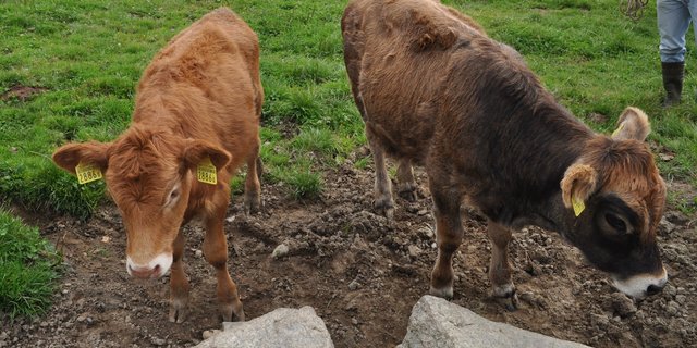 In der Praxis fallen mit Parasiten-befallene Tiere durch ihr mattes und struppiges Haarkleid auf. Auch sollten die Kälber runder über der Kruppe sein. (Bild Claudia Syring)