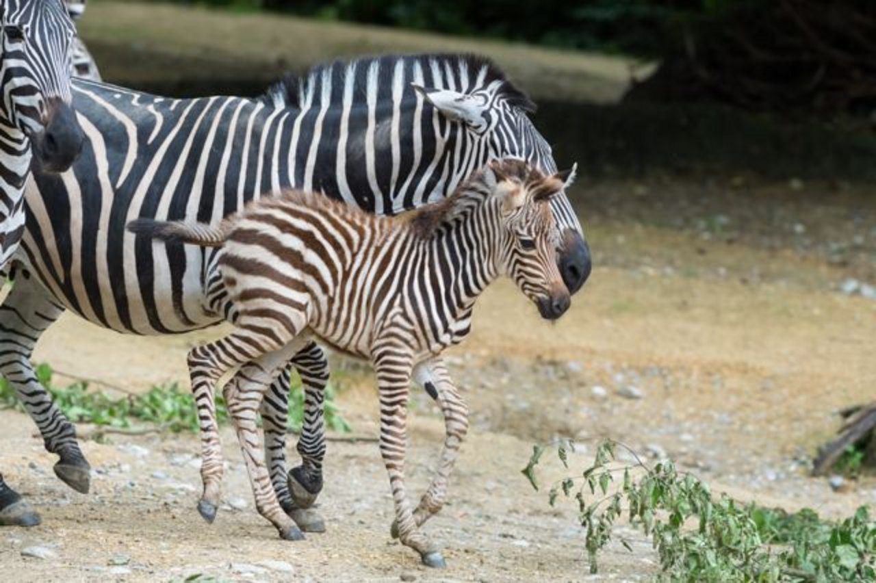 Seit dem 19. Juni galoppiert Nyati das Zebrahengstfohlen durch den Zolli. (Bild Zoo Basel)