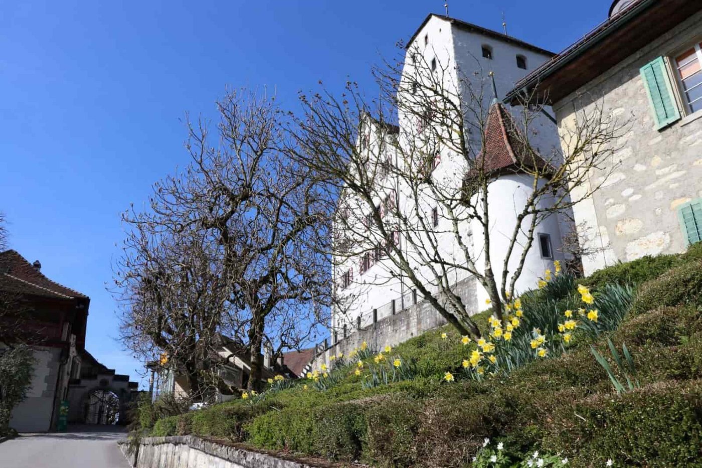 Die Magnolienbäume beim Eingang zum Schloss Wildegg sind parat für den Blust. (Bild Ruth Aerni)