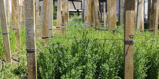 Flachsanbau nach traditioneller Art im Emmental erfolgt mit Schnürren und Stangen, was viel Arbeit erfordert. Für die industrielle Produktion hingegen kann auf diesen Aufwand verzichtet werden. (Bilder Jonas Ingold)
