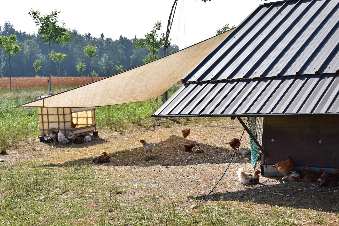 Nach insgesamt 9 Wochen Lebensdauer gehen sie zur Schlachtung. Abgenommen werden sie von der Fleischverarbeiterin Bell.