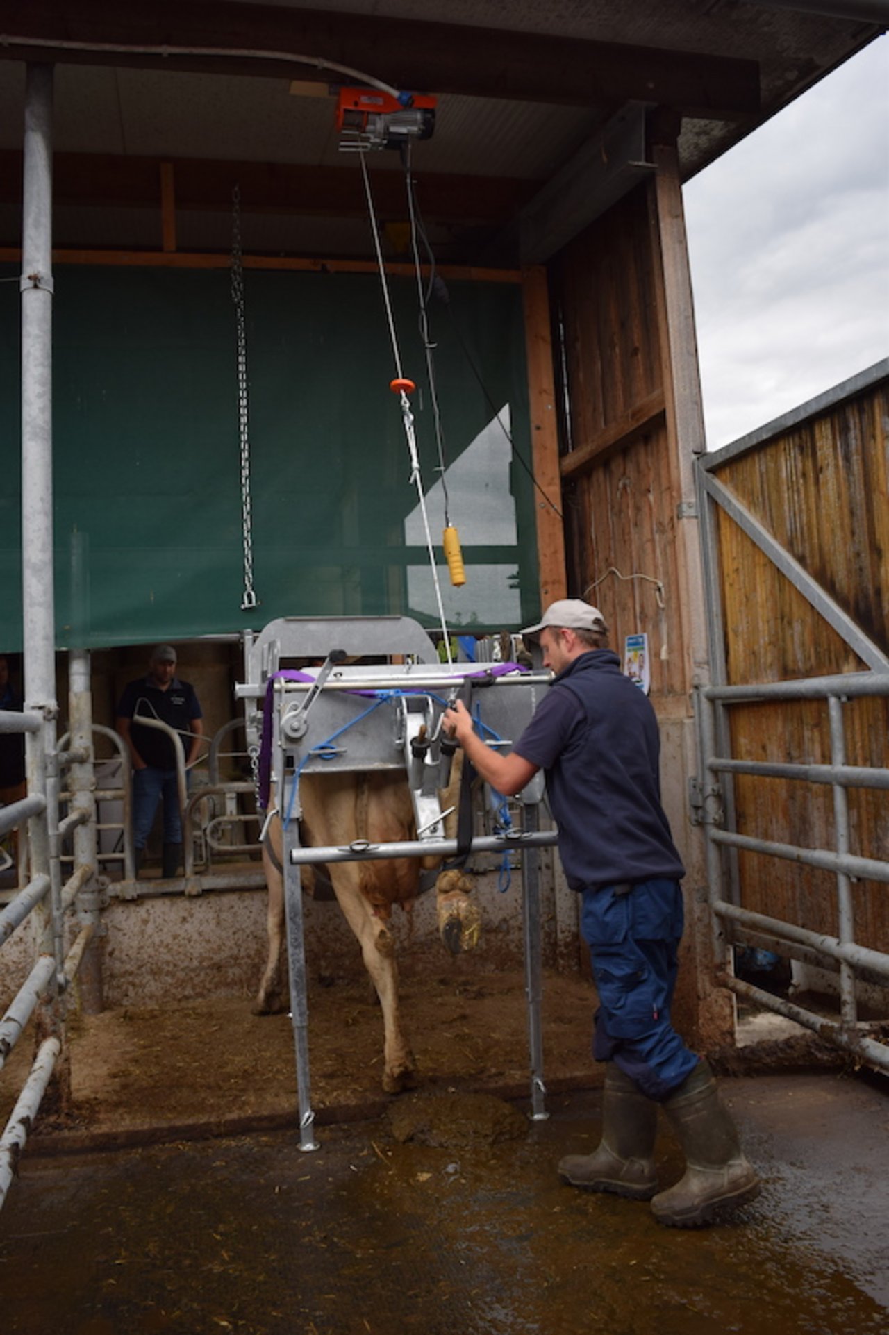 Stressfreie Klauenpflege dank innovativem Klauenstand aus Österreich ...