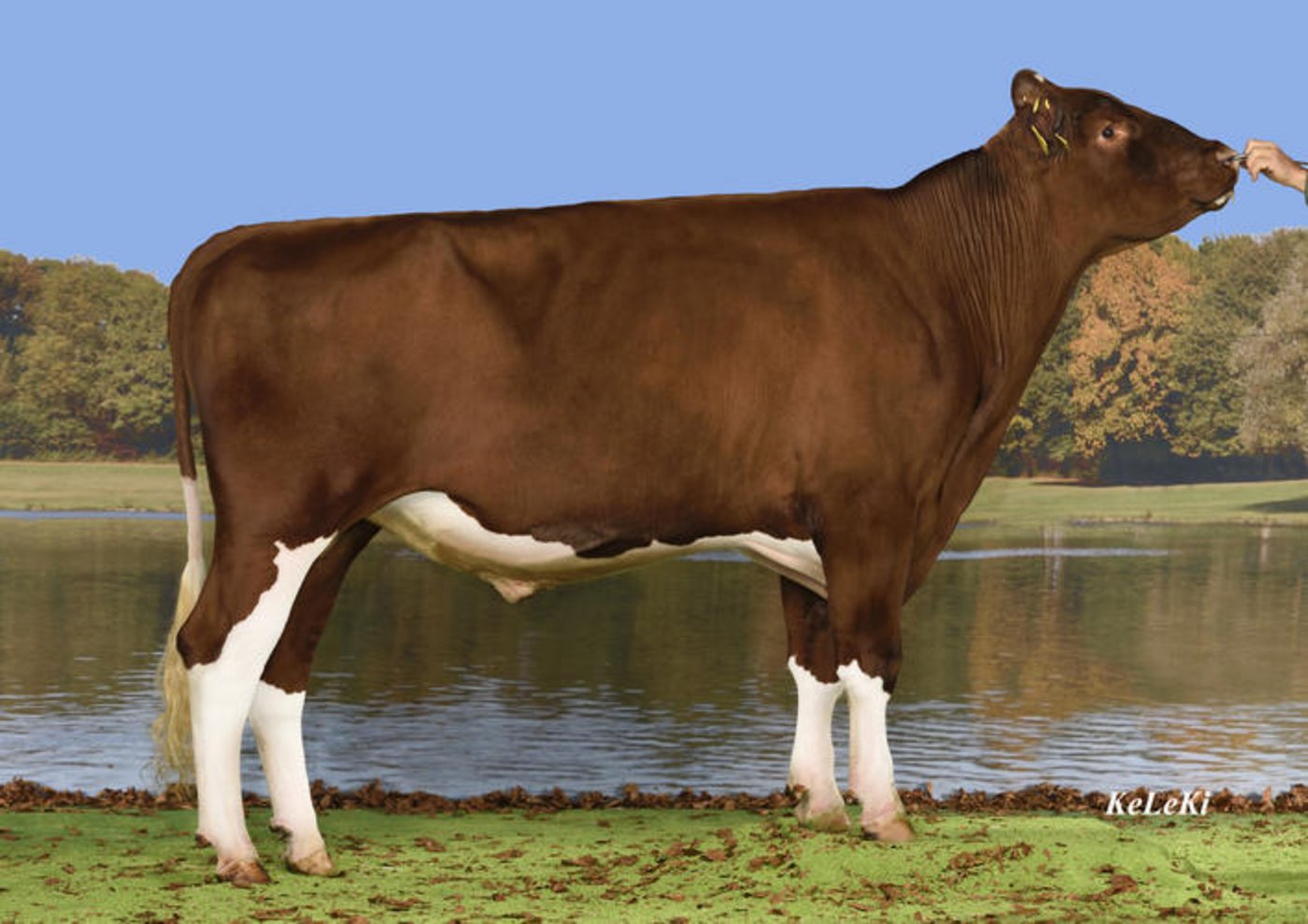 Renato Kilian ist neue Nummer eins, nach Exterieur beim Swiss Fleckvieh.