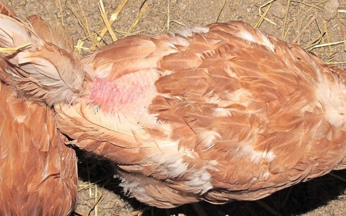 Solche Kahlstellen bei Legehennen können in allen Haltungsformen auftreten. Ursachen sind meist das Federpicken sowie das «Treten» des Hahns. 