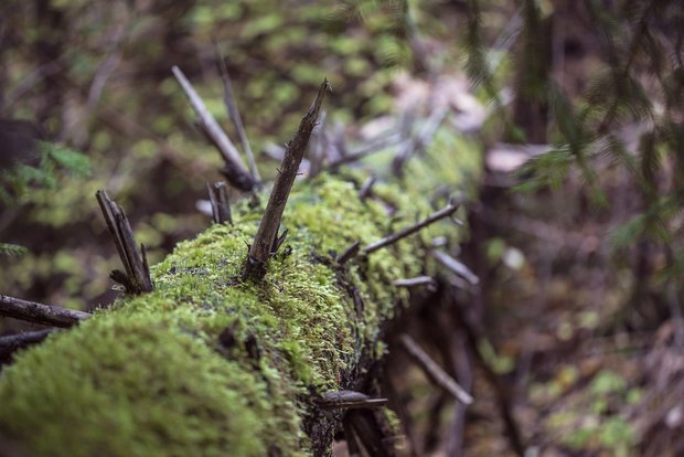 Totholz ist ökologisch wertvoll. Bewirtschaftete Wälder brauchen aber Pflege, v.a. als Folge von Trockenheit und Borkenkäfer. (Bild Pixabay)