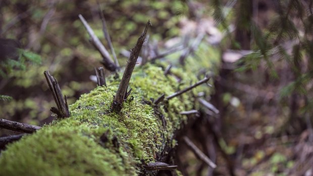 Totholz ist ökologisch wertvoll. Bewirtschaftete Wälder brauchen aber Pflege, v.a. als Folge von Trockenheit und Borkenkäfer. (Bild Pixabay)