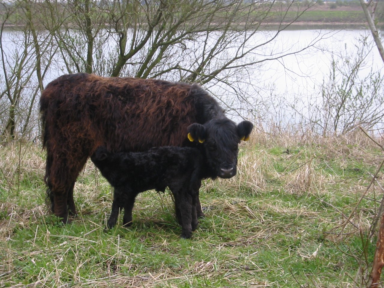 Eine Galloway-Kuh mit Kalb auf der Weide. (Symbolbild GerardM)