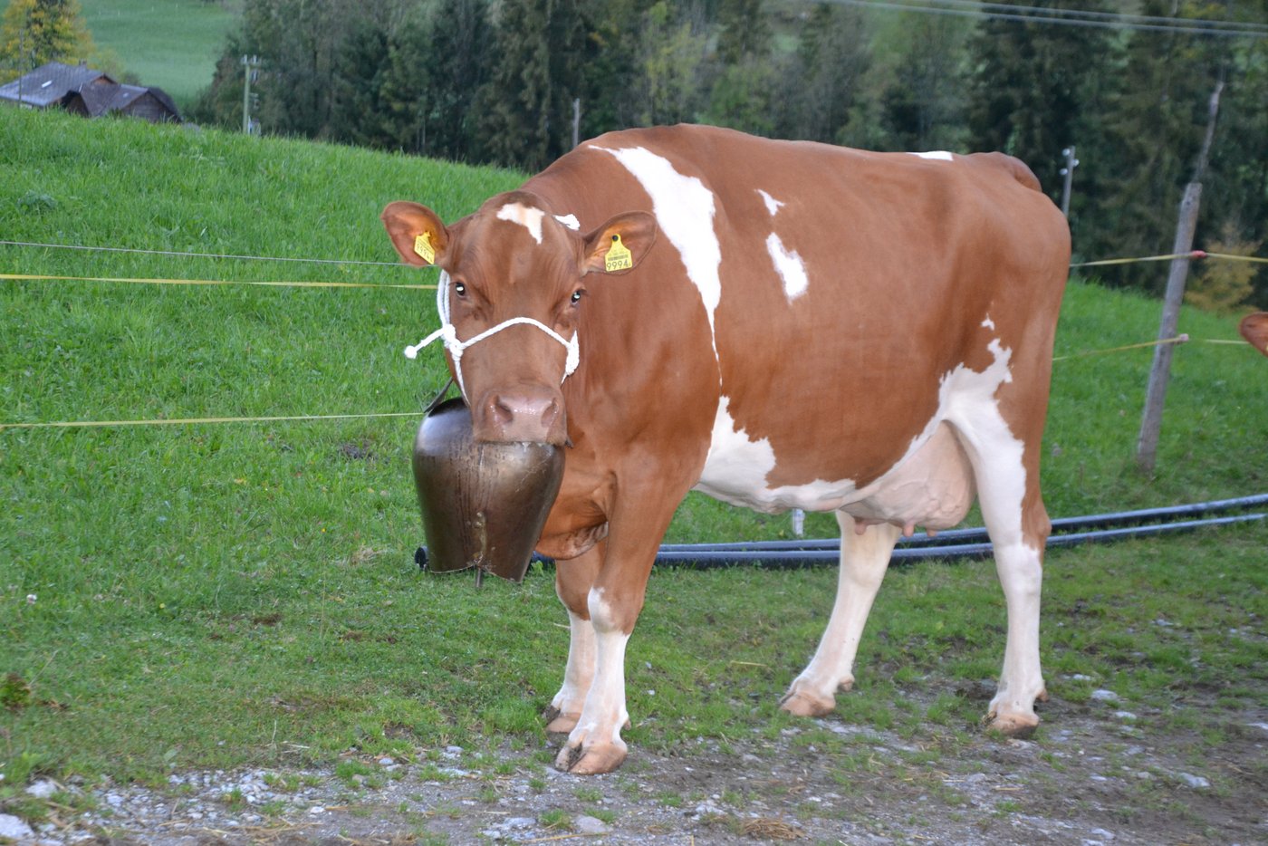 Heute geht es an die Viehschau ins Kemmeribodenbad.