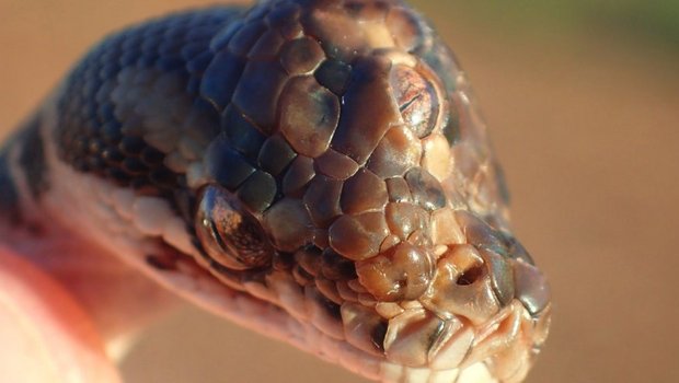 Missbildungen kommen bei Reptilien häufig vor. (Bild Facebook/Northern Territory Parks and Wildlife)