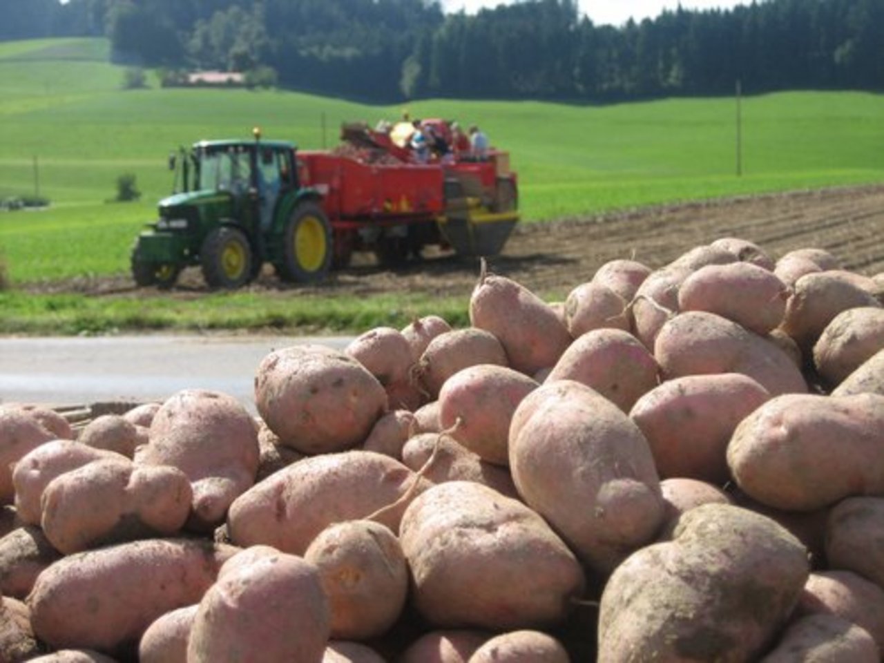 Die Migros macht sich bei den Kartoffelnpflanzern unbeliebt, indem sie holländische Raclette-Kartoffeln importiert, obwohl Schweizer Ware vorhanden wäre. (Bild lid)