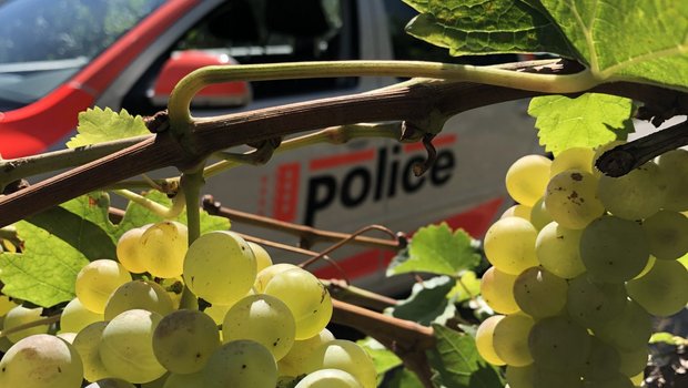 Die Kantonspolizei weisst im Voraus darauf hin, dass die Weinleser auf den Verkehr achten sollen. (Bild Kantonspolizei Wallis)