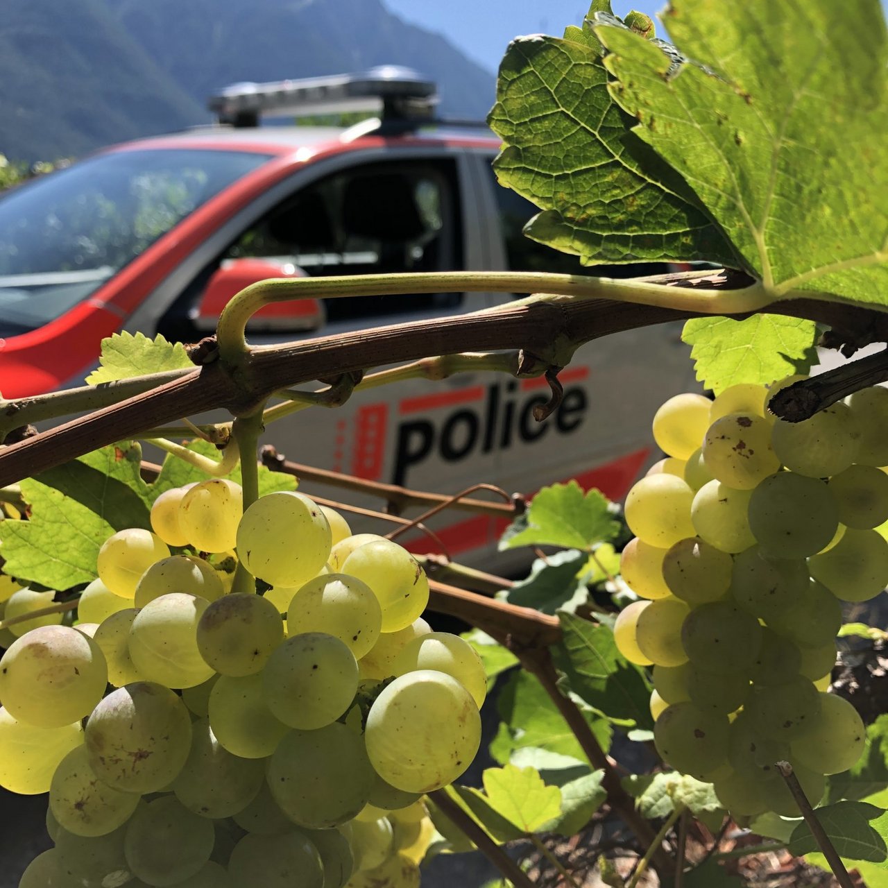 Die Kantonspolizei weisst im Voraus darauf hin, dass die Weinleser auf den Verkehr achten sollen. (Bild Kantonspolizei Wallis)