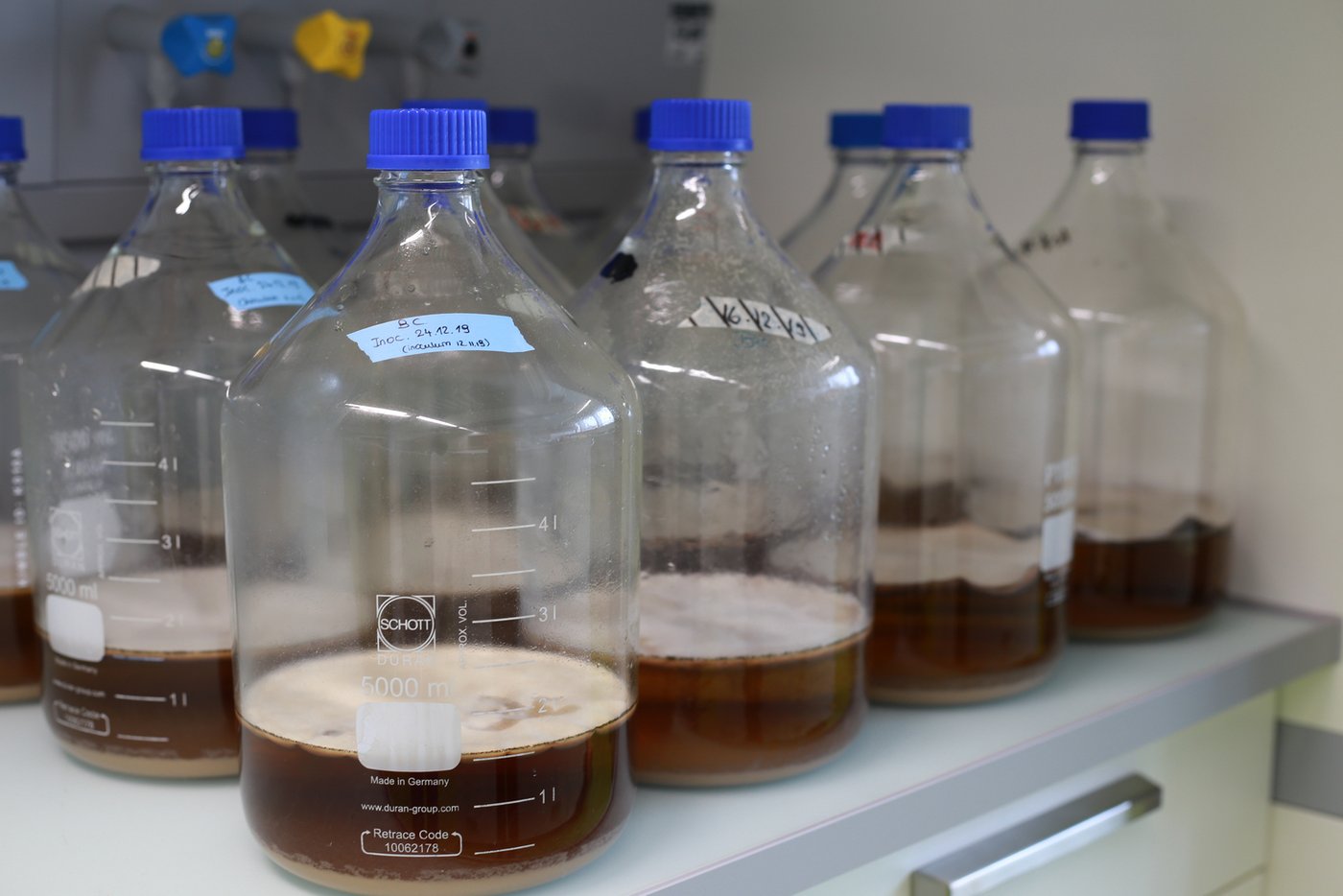 Wenn es von einem Schimmelpilz mehr braucht als eine Petrischale, wird der Pilz in grossen Flaschen angesetzt.