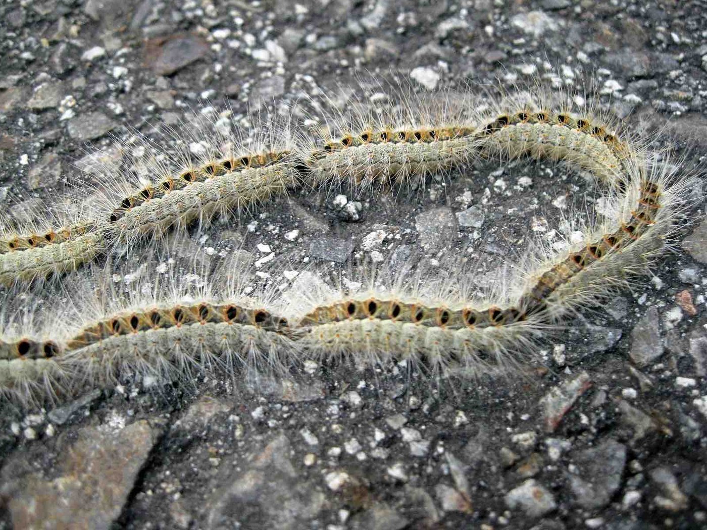 Der Kontakt mit den Haaren der Raupen ist zu vermeiden. (Bild Pixelio)