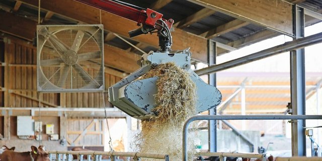 Das Stroh wird zusammen mit dem Kalk mit dem Kran aufgeschüttelt und anschliessend im Liegebereich verteilt. 