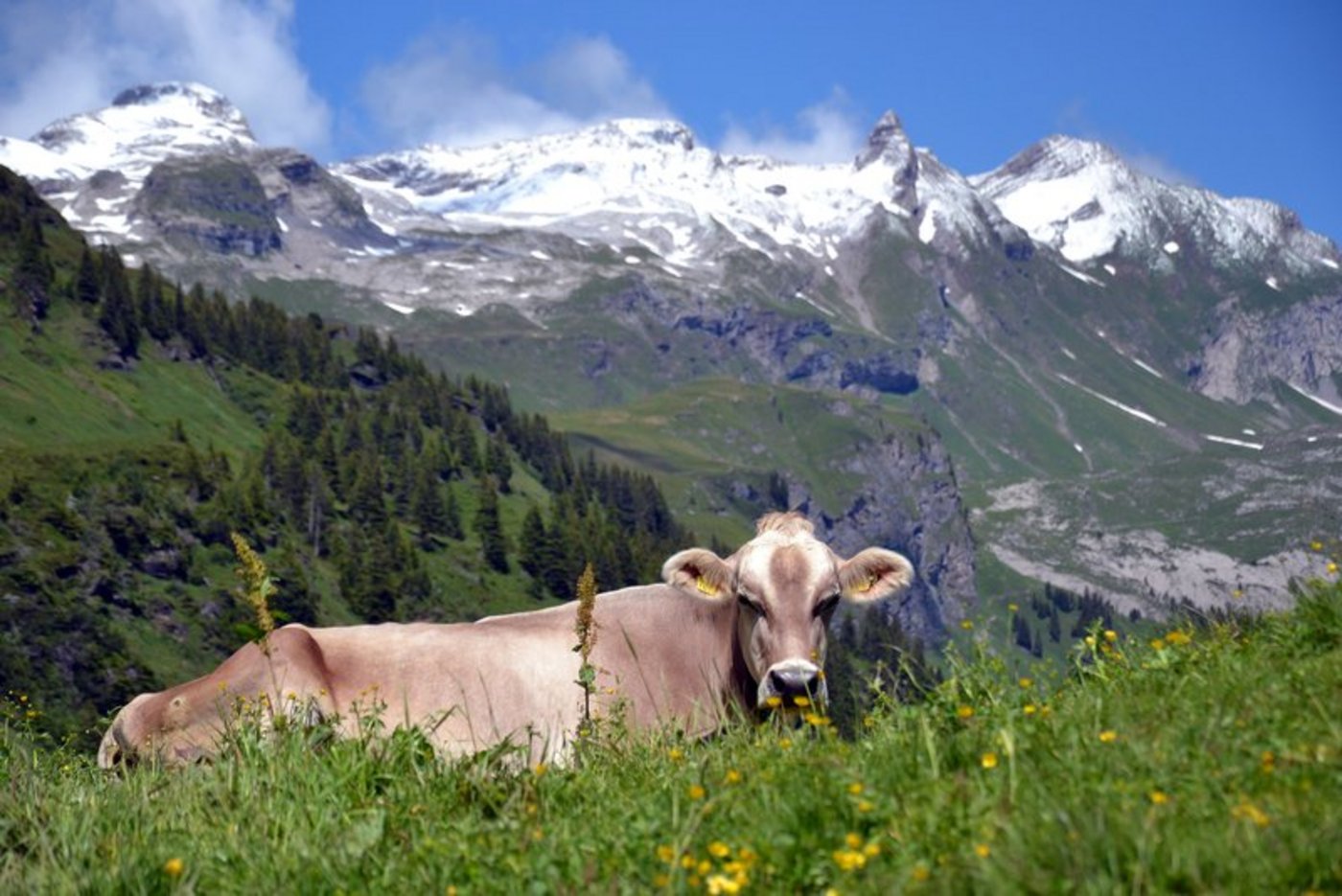 Die Bedingungen für die Bauern in den Bergregionen sind nicht nur leicht. (Bild Andrea Gysin)