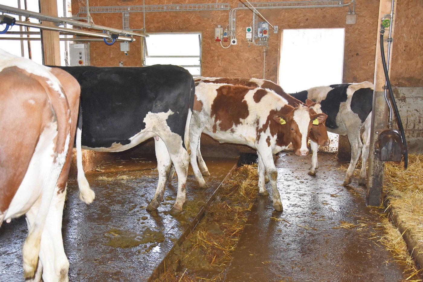 Keine Spur von Verletzungsgefahr: Hier laufen die Rinder ohne Stress und Angst über die Schubstangenentmistung. 