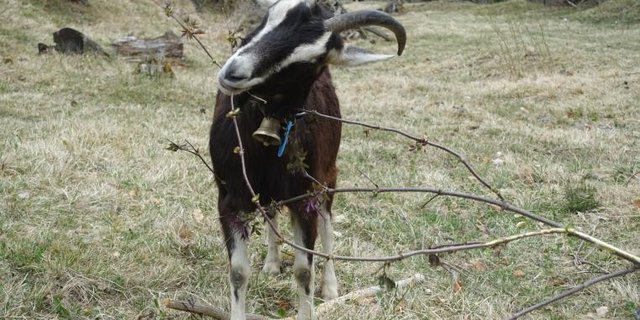 Wanderziege für Entbuschung