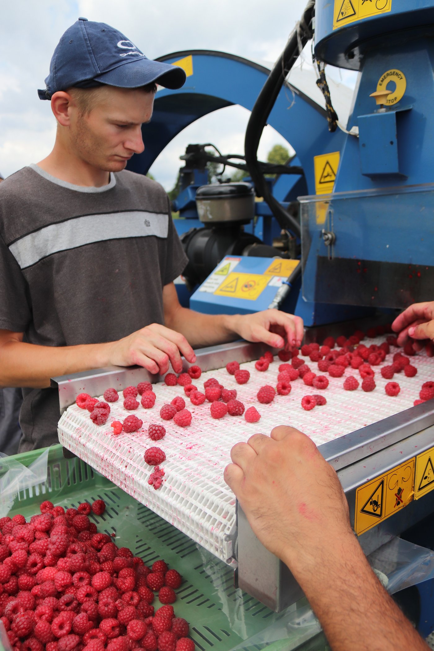 Die gepflückten Himbeeren werden auf den Verlesetisch direkt auf der Maschine einer optischen Qualitätskontrolle unterzogen. 