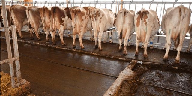 Dank einem erhöhten Fressbereich werden die Tiere durch den laufenden Entmistungsschieber nicht gestört. (Bild Agroscope)