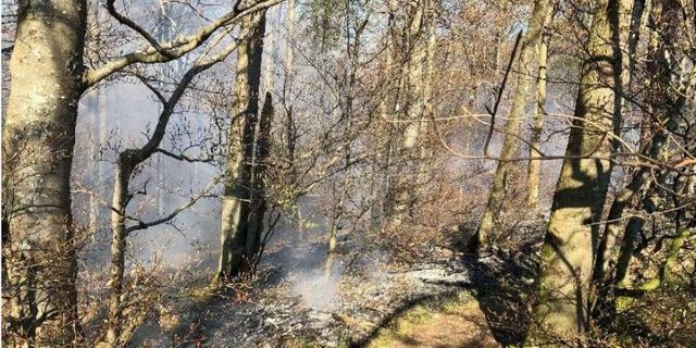 Am Karfreitag 2020 brannte bei Balsthal SO ein grösseres Waldstück. Die Polizei ging davon aus, dass weggeworfene Raucherware Ursache sein könnte. (Bild Kapo SO)