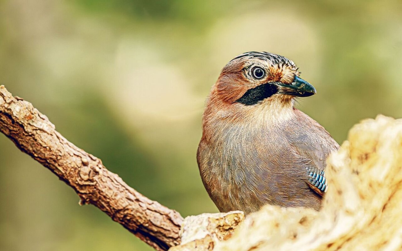 Zwar gehören Eichelhäher zu den Rabenvögeln, ihr Gefieder ist aber bunt. Besonders auffällig sind der schwarze Bartstrich und die kleinen blauen Federn an den Flügelseiten.