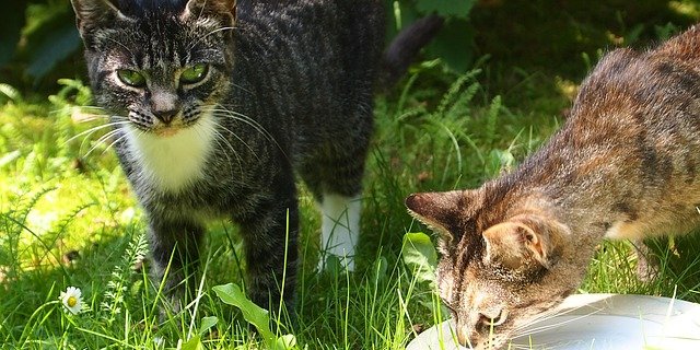 Egal wie die Meinung ist, sie trinken die Milch. (Bild Pixabay)