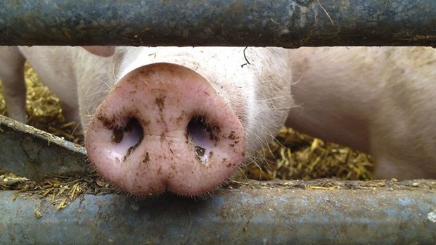 Gemäss Branchenkennern werden die Schweine vom Coop Naturafarm (CNf) Porc-Programm von IP-Suisse übernommen. (Bild Fotolia)