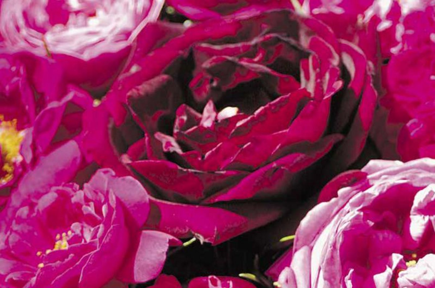 Rosen begleiten uns durchs ganze Jahr auch in der Küche. Gepflegt bereiten sie mehr Freude. (Bild Brigit Buser)