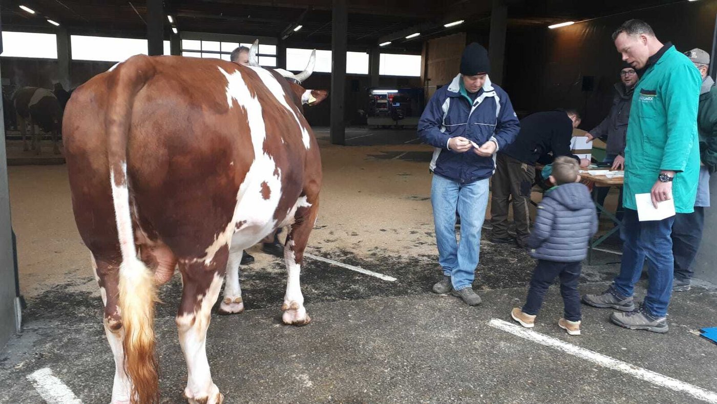 Der Stier wird dort heute neu punktiert.
