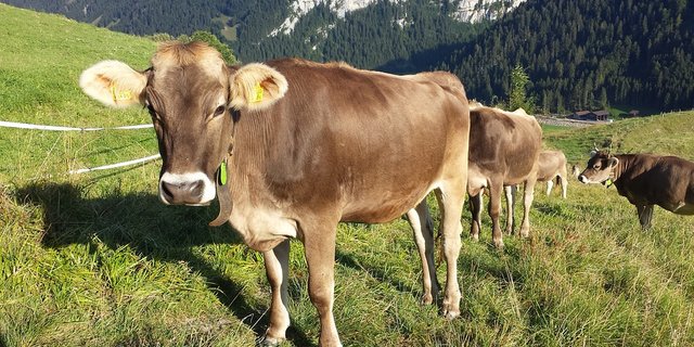Trächtige Kühe sollen nicht mehr im Schlachthof landen. (Bild Pixabay)