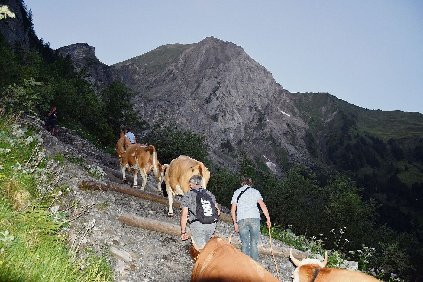 Das Ambiente und das Wetter stimmen: Eine Hirtschaft nach der anderen macht sich auf den Weg.