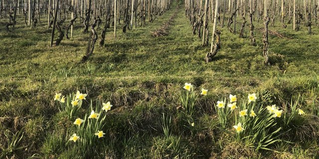 Die aktuell warme und trockene Periode lässt die Vegetation spriessen, was in den Reben vor allem am Unterwuchs zu erkennen ist. Aber auch die Entwicklung der Reben schreitet voran, teilweise beginnen sie bereits zu weinen. (Bild Hans-Walter Gysel)