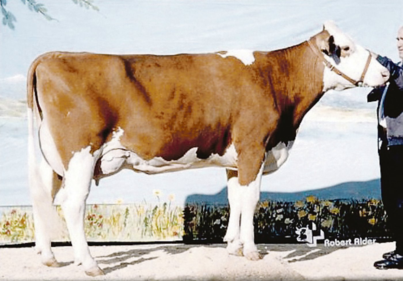 Pickel Geraldine von Jakob Hulliger, Walkringen, gewann zweimal die Starparade in Langnau.(Bild ra)