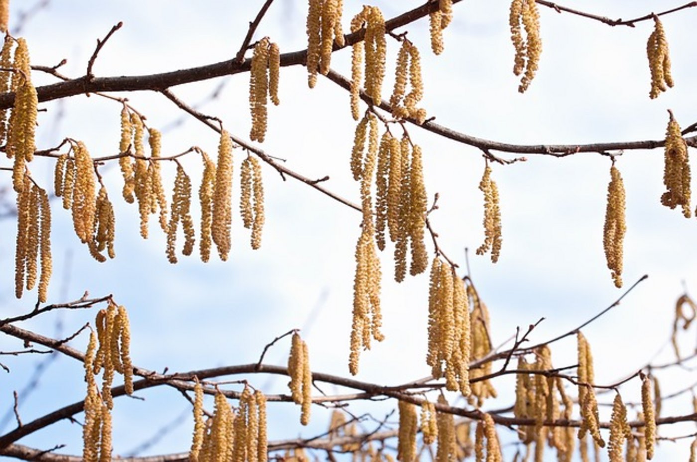 Die Hasel blüht als Erste, Erle und andere werden folgen. (Bild Pixabay) 