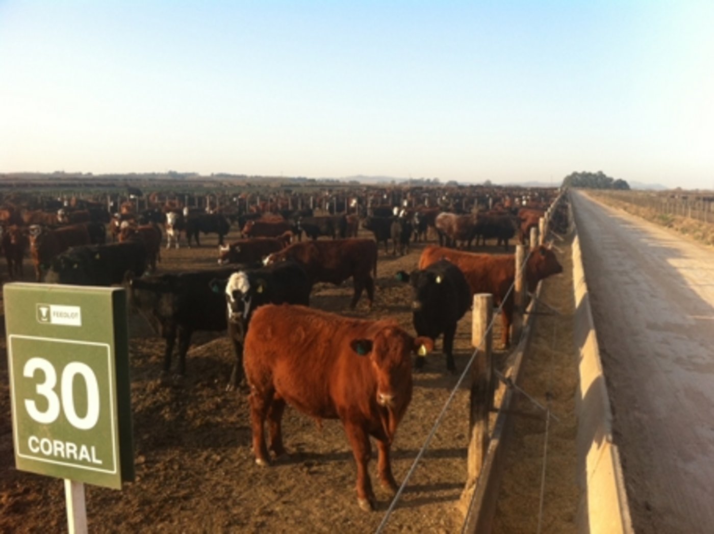 Typischer argentinischer Feedlot: Tausende von Tieren auf engstem Raum, von Gras keine Spur, grosser Einsatz von Antibiotika. (Bild akr) 