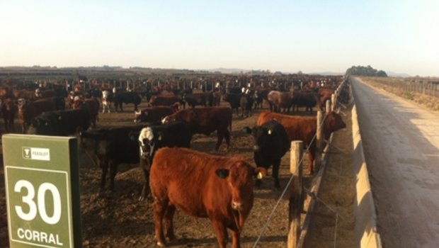 Typischer argentinischer Feedlot: Tausende von Tieren auf engstem Raum, von Gras keine Spur, grosser Einsatz von Antibiotika. (Bild akr) 