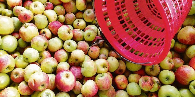 Die Bäume haben heuer wenig Ertrag, zudem wird nicht mehr alles Obst aufgelesen.  