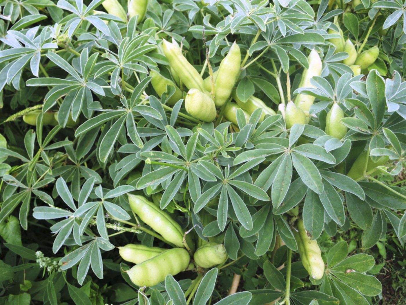 Die Lupine enthält viel Protein, am zweitmeisten aller Hülsenfrüchte. (Christine Arncken-Karutz)