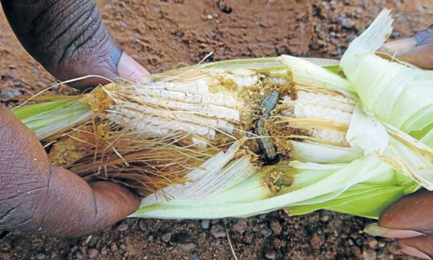 So sieht es aus, wenn der Herbst-Heerwurm eine Maispflanze befällt. (Bild CABI) 