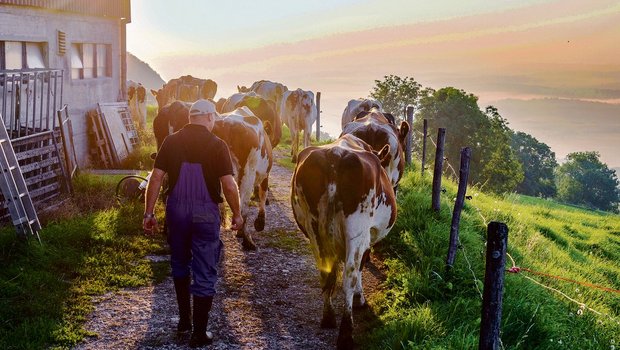 Die Milchproduktion macht rund 20 Prozent der landwirtschaftlichen Gesamtproduktion aus. Wertschöpfungsstärker ist nur der Anbau von Spezialkulturen. (Bild hja)