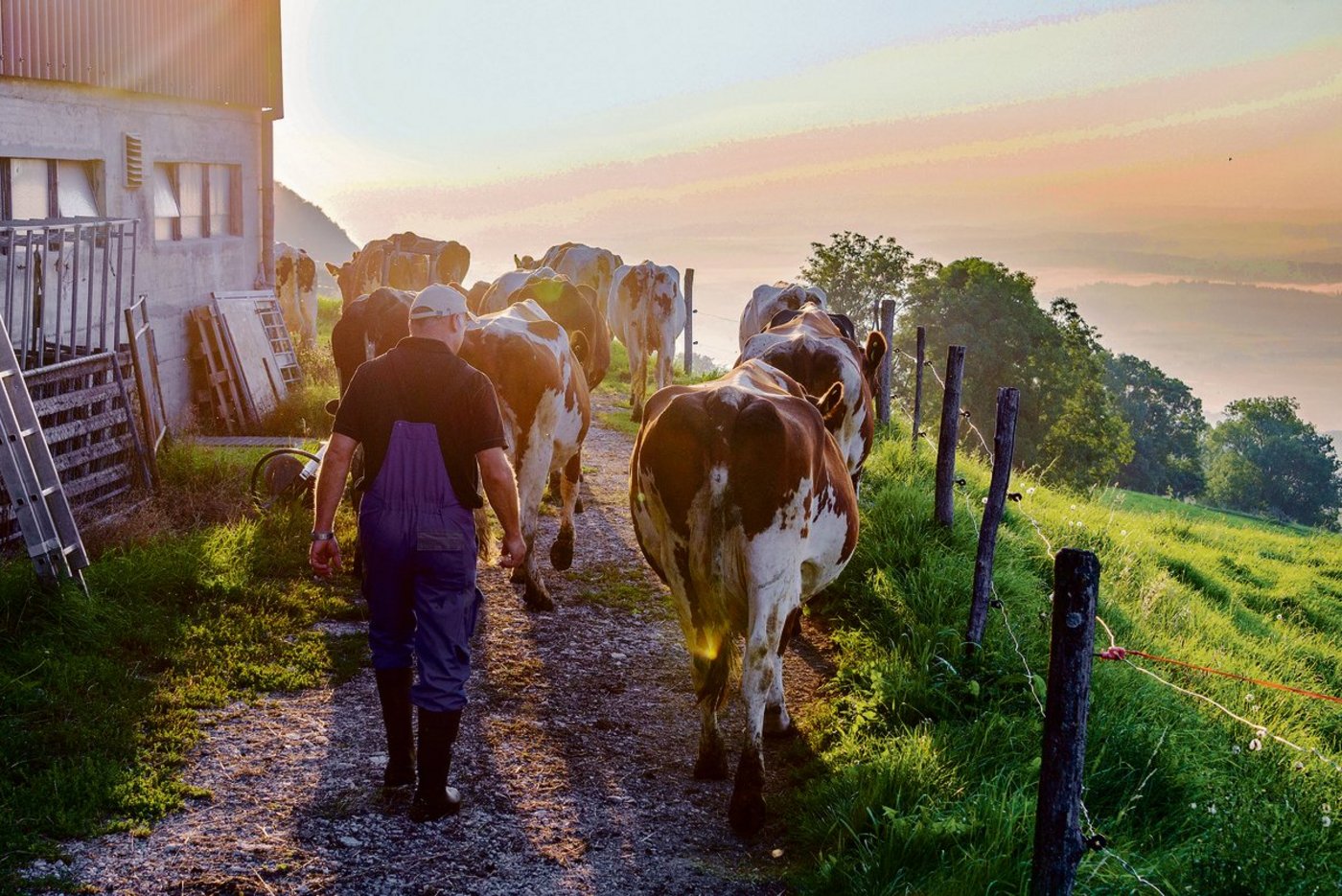 Die Milchproduktion macht rund 20 Prozent der landwirtschaftlichen Gesamtproduktion aus. Wertschöpfungsstärker ist nur der Anbau von Spezialkulturen. (Bild hja)