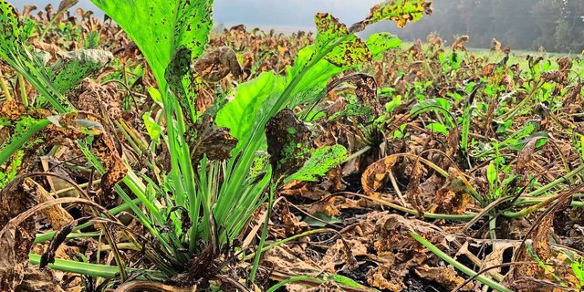 Trotz vieler Krankheiten werden dieses Jahr wieder etwas mehr Zuckerrüben angebaut als im 2024.  