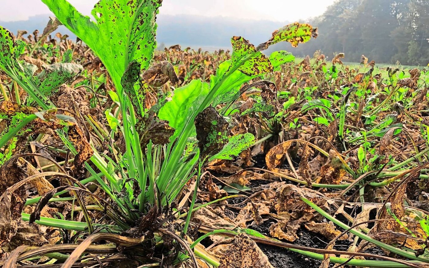 Trotz vieler Krankheiten werden dieses Jahr wieder etwas mehr Zuckerrüben angebaut als im 2024.  