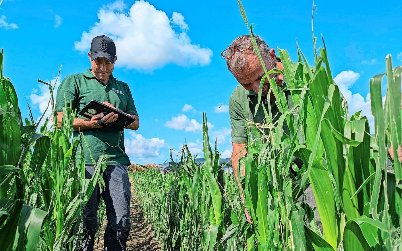 Ein Ernteverlust ist emotional belastend. Darum brauchen die Expertinnen und Experten bei der Beurteilung des Schadens Fingerspitzengefühl.
