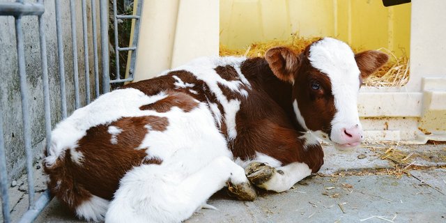 Ist das Kalb BVD-positiv oder nicht? Die Infektionsquelle eines positiven Tieres kann nicht immer nachgewiesen werden.(Bild Simone Barth)